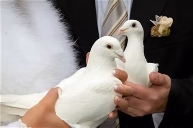 Les mariés tiennent chacun une colombe blanche avant le lâcher
